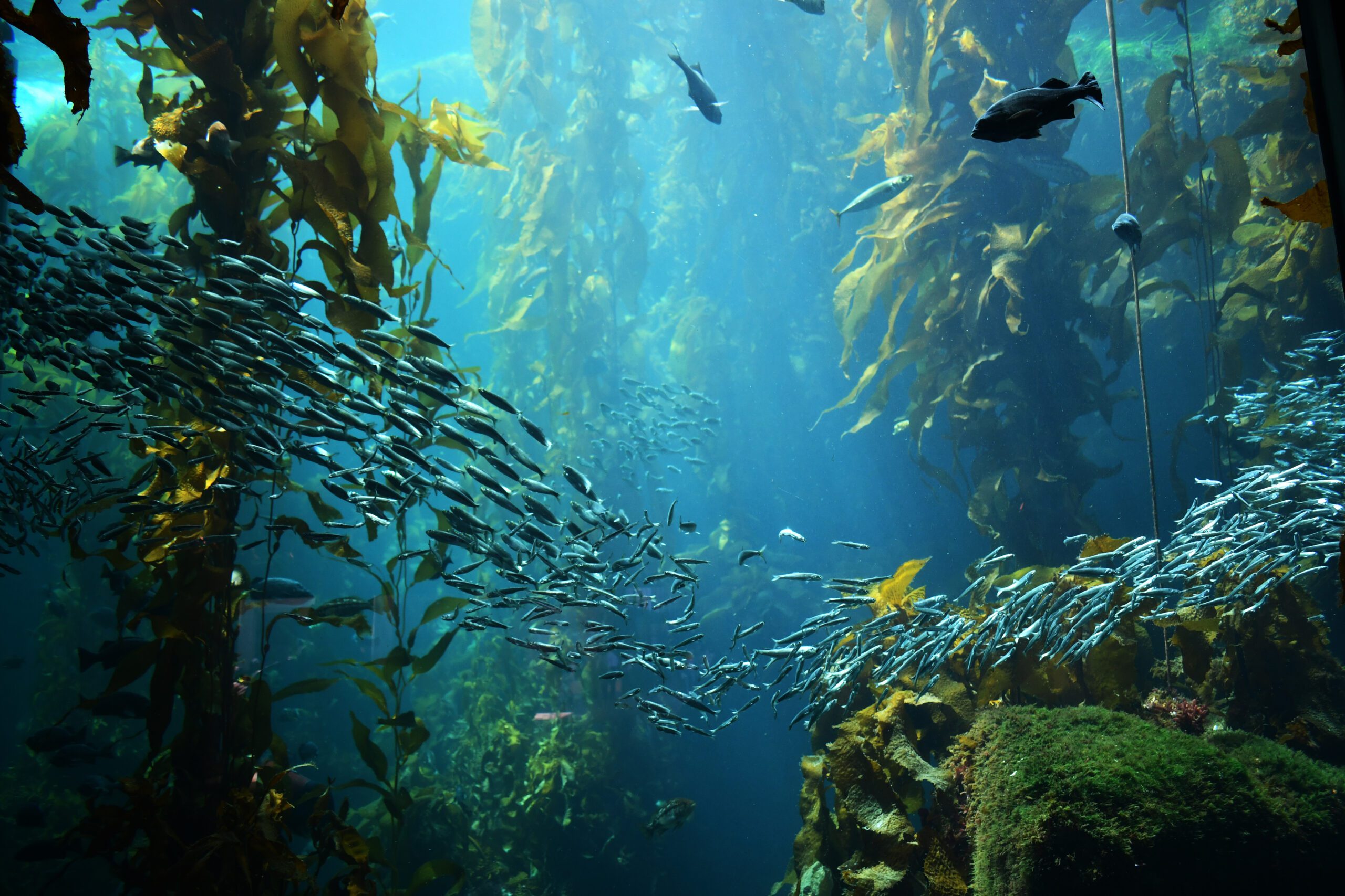 Why is Kelp Important for the Great Bear Coast