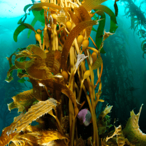 Why is Kelp Important for the Great Bear Coast?
