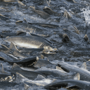 An abundance of Salmon in The Great Bear Sea