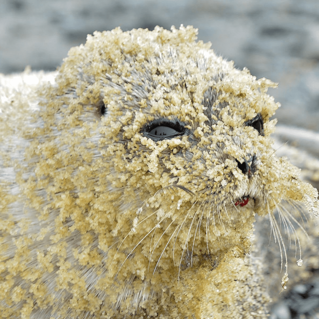 A seals face is covered in herring roe