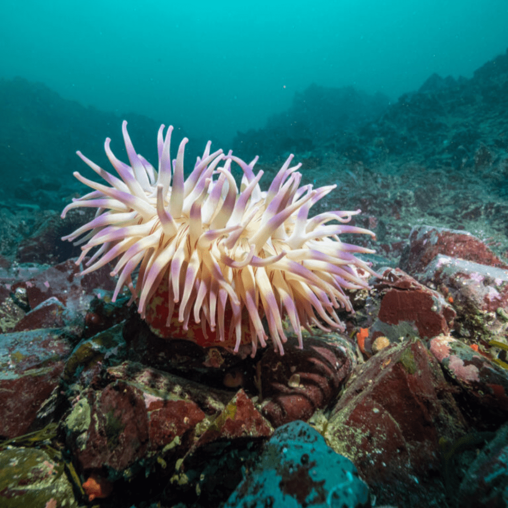 sea anemone in the great bear sea