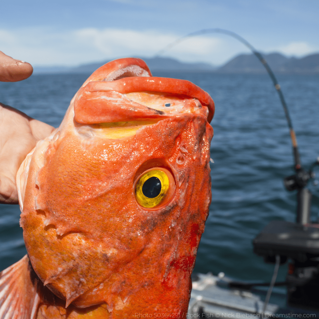 Rockfish that has been caught by a fisherman