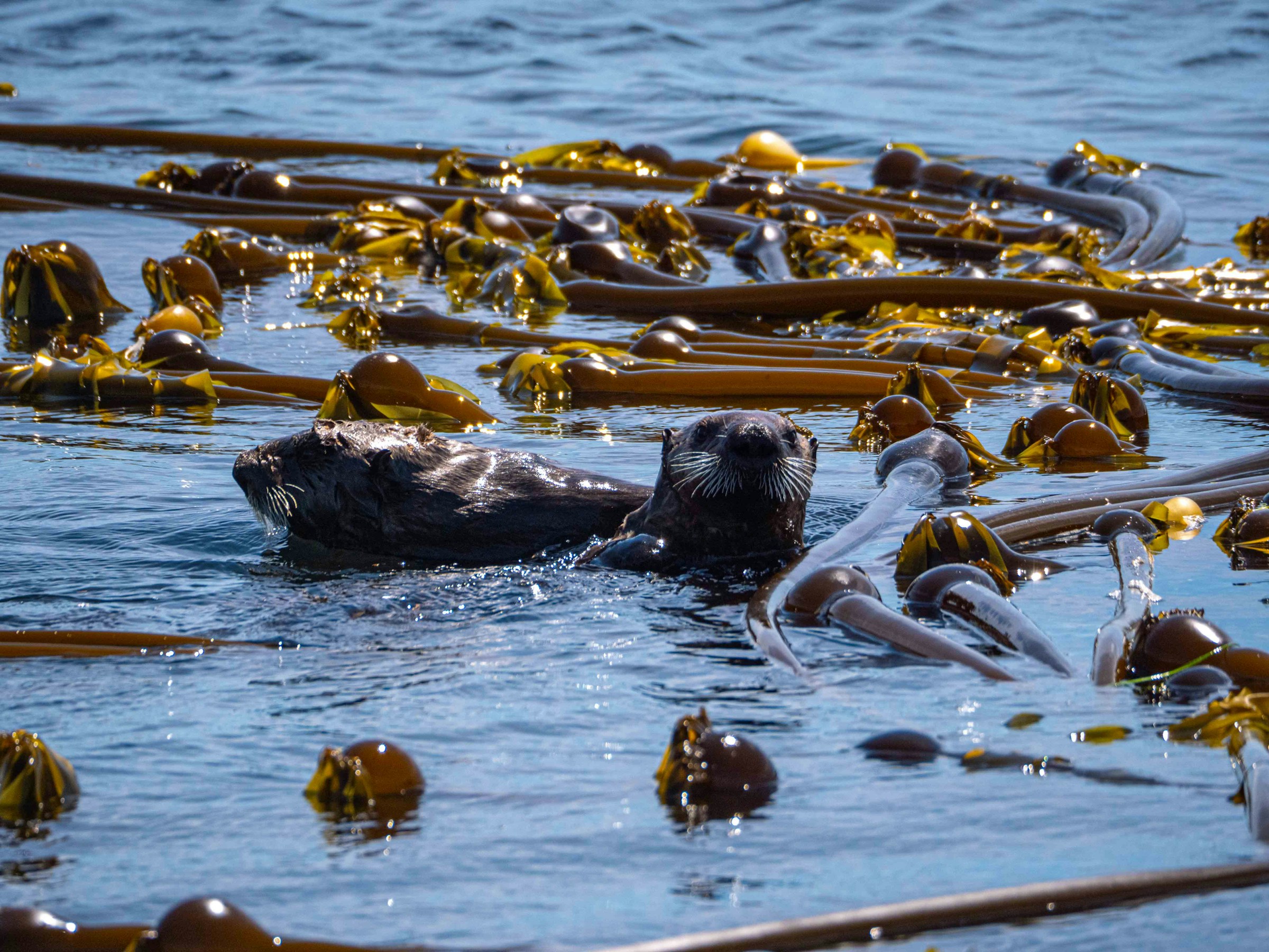 otters swimming among kelp in the water