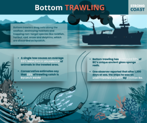 A graphic explaining what bottom trawling is and why it is detrimental to marine life