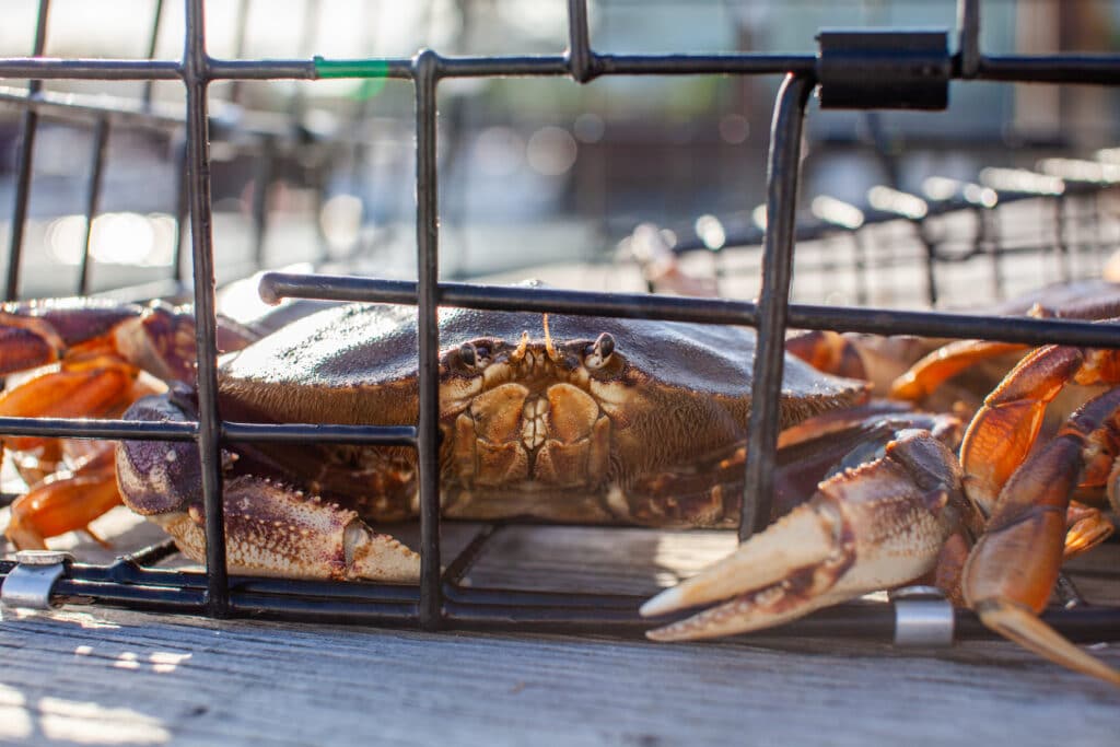 A close up of male Dungeness crabs in a crab trap sitting on a dock on the Sunshine Coast, British-Columbia.