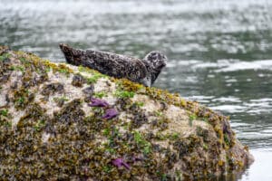 A harbour seal (Phoca vitulina), also known as the common seal, lying on a rock with some purple sea stars, at Whytecliff Park which is the first Marine Protected Area in Canada