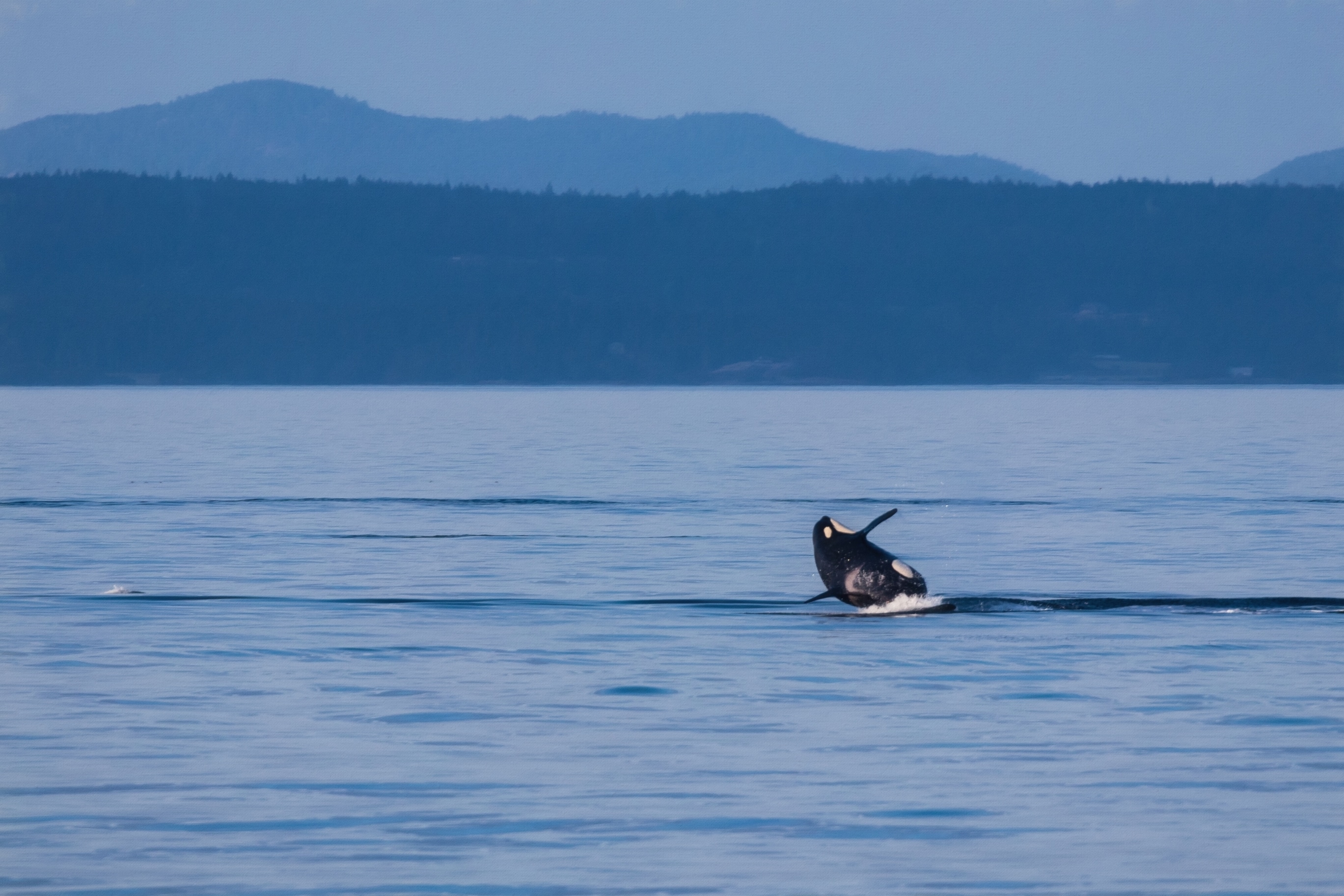 A breaching orca near the waters of Vancouver Island