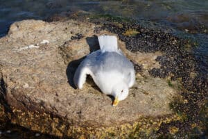 A dead seagull lies on a stone in the sea.