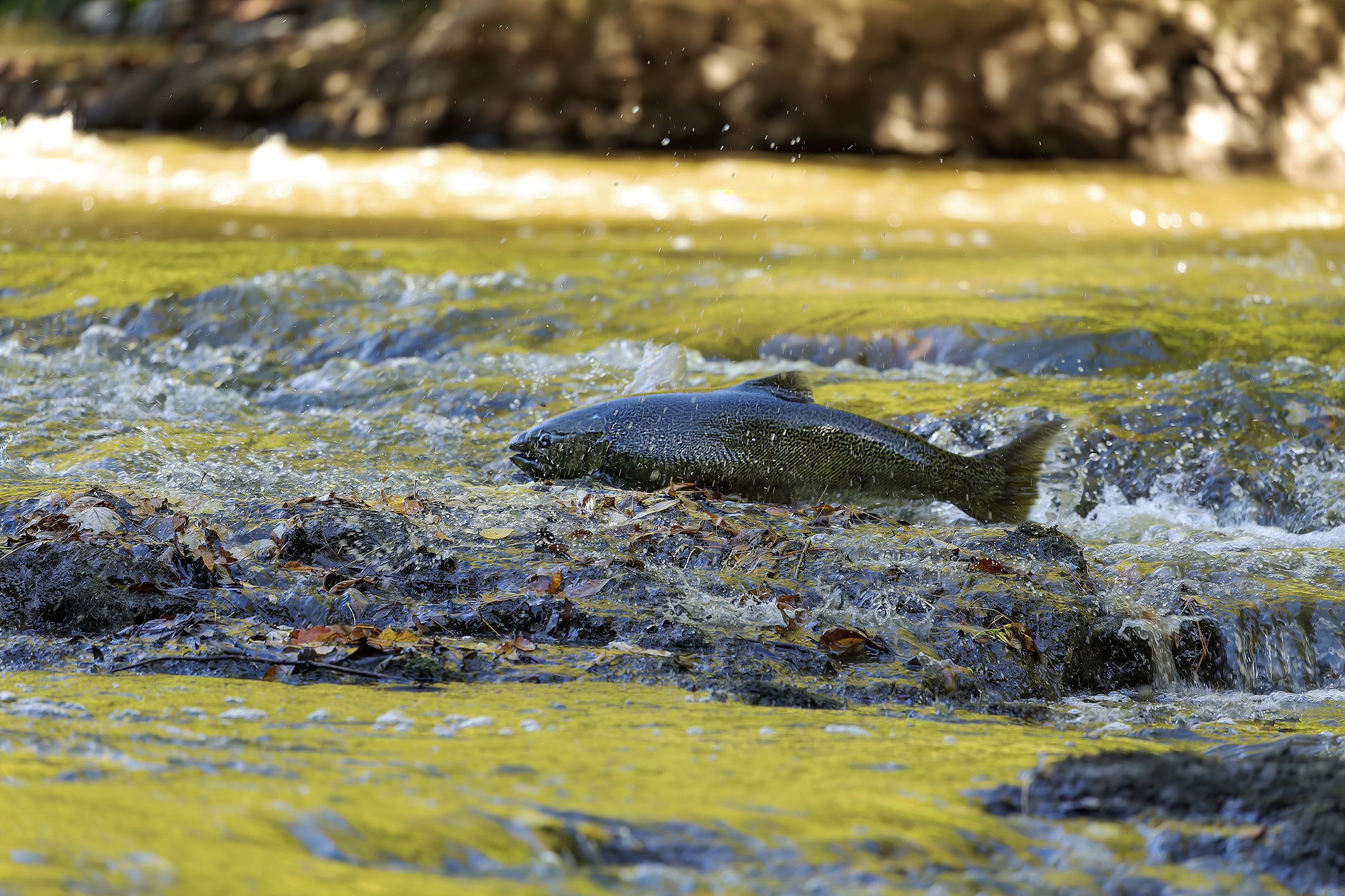 A chinook salmon leaping from the water in a river.