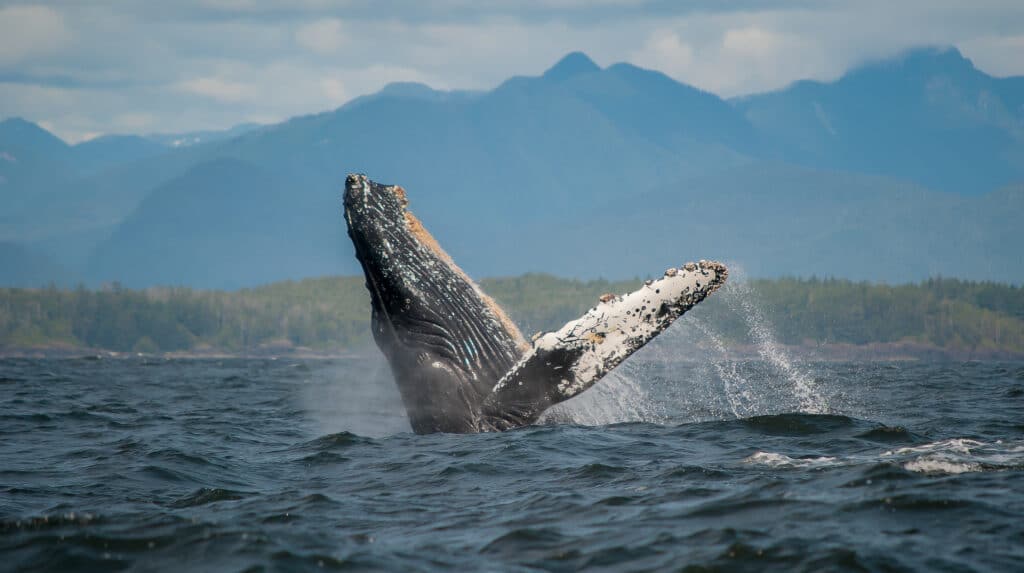 a humpback whale breaching in BC