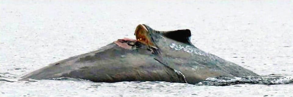 A humpback whale with its fin emerging out of the water - the fin has a deep gash across it after the whale was struck by a boat.