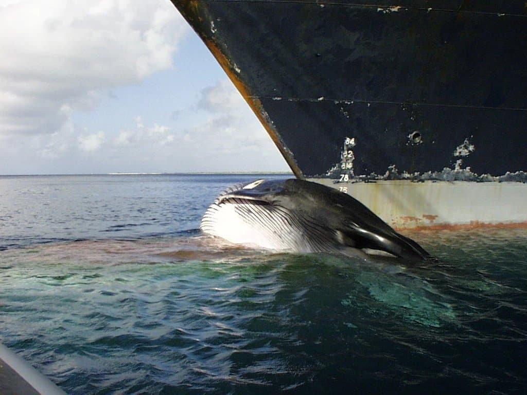 A dead whale's body stuck to the front of a ship after the whale was hit by said ship.