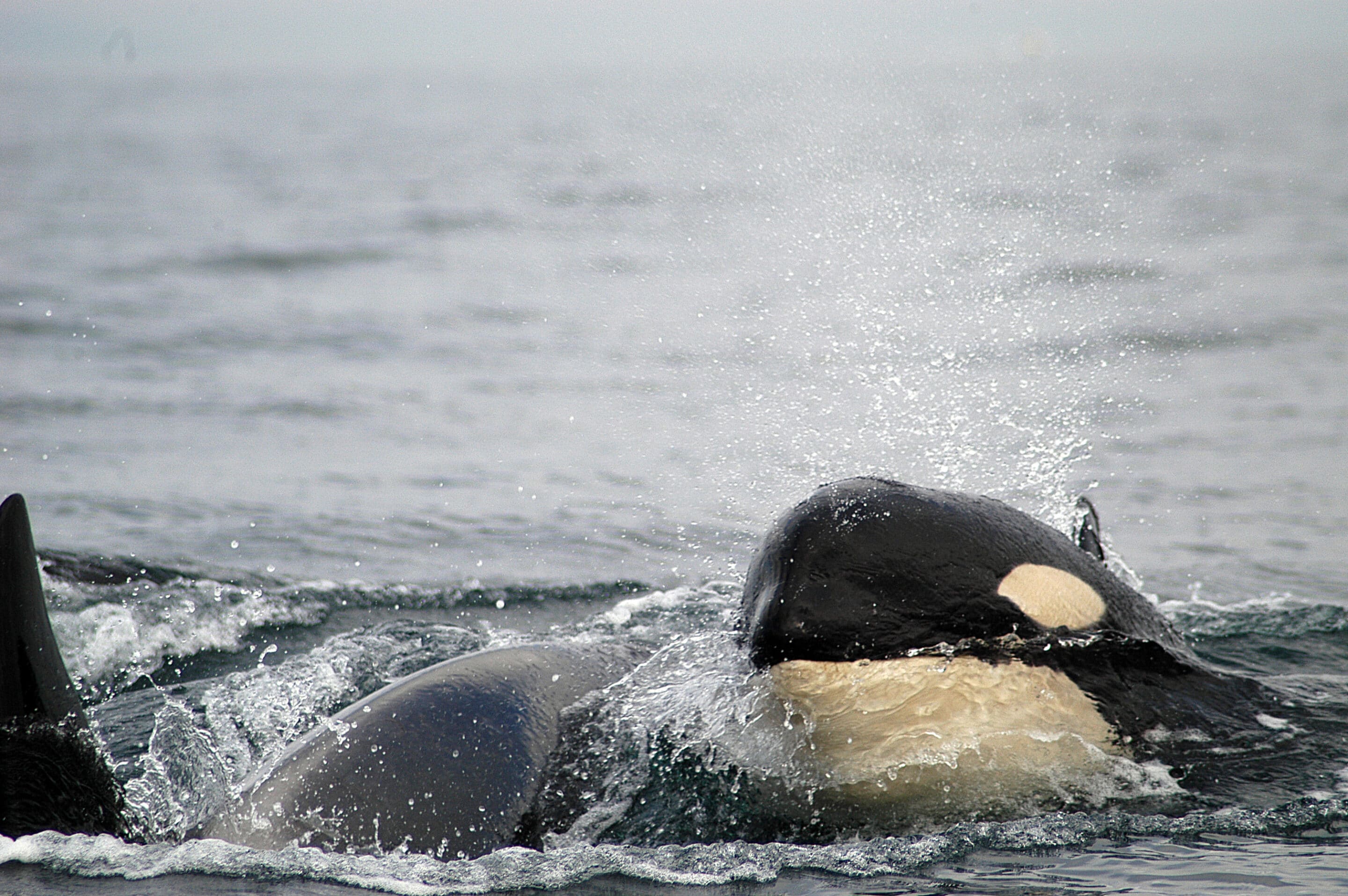 A pof of orcas frolicking in the water