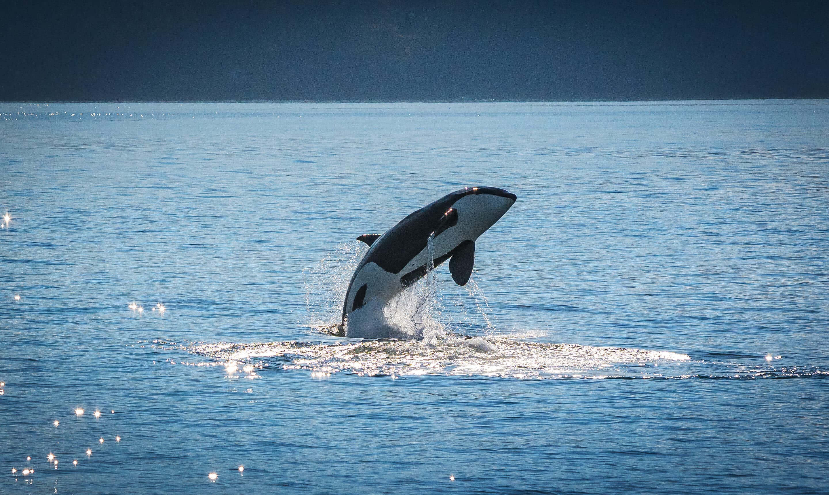 Killer whale breaching out of the waters near Victoria, BC.