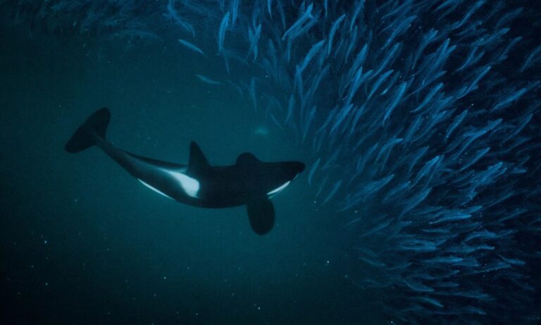 A school of herring with an orca