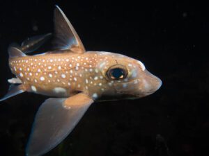 Close up of a spotted ratfish showing its glowing brown eye