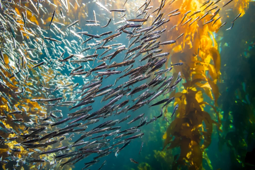 A school of anchovies glinting in a bright underwater kelp forest scene