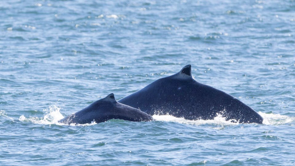 Whales in ocean coming up to spout, Black Pearl and her calf in 2024