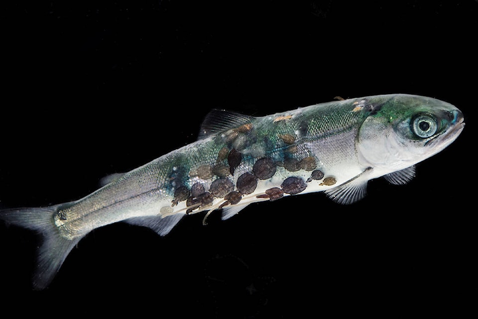 A single juvenile salmon covered in salmon lice