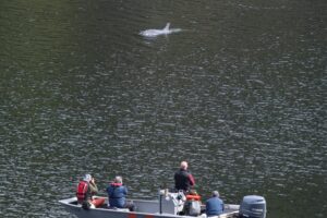 Rescuers watch Brave Little Hunter from their boat