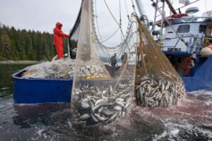 Salmon fishing purse seine boat in Alaska