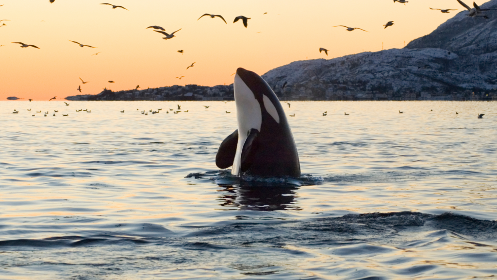 An orca spyhopping during the sunset in waters off BC's coast.