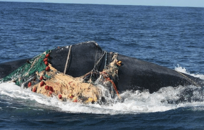 Humpback whale (Megaptera novaeangliae) entangled and stuck in net and rope