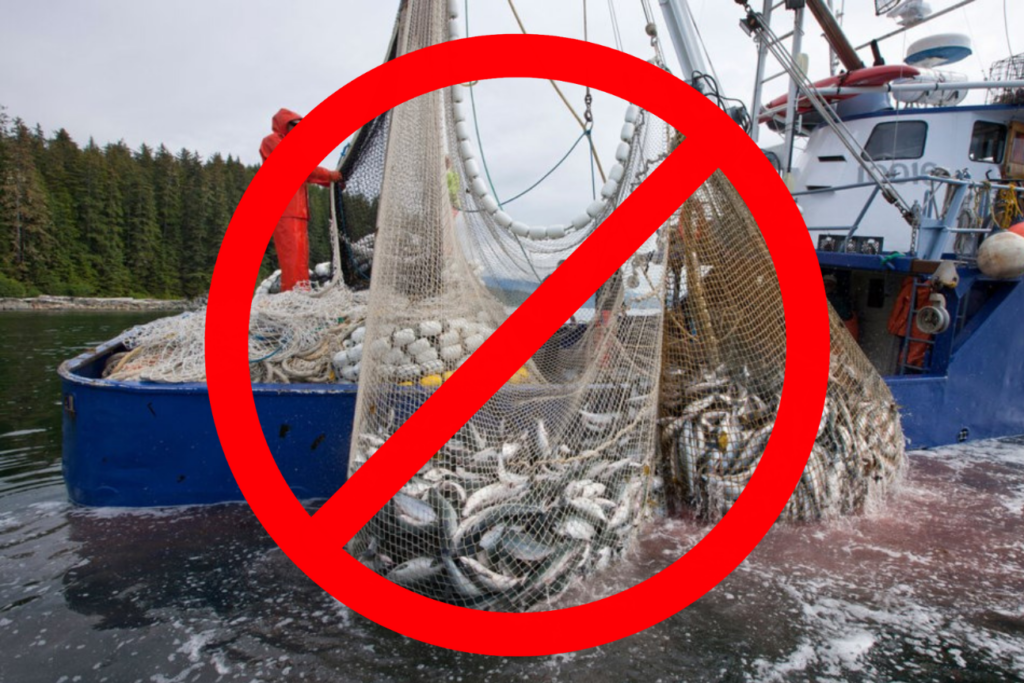 a purse seiner in alaskan waters, capturing a net of salmon with a big red no symbol in front of it.