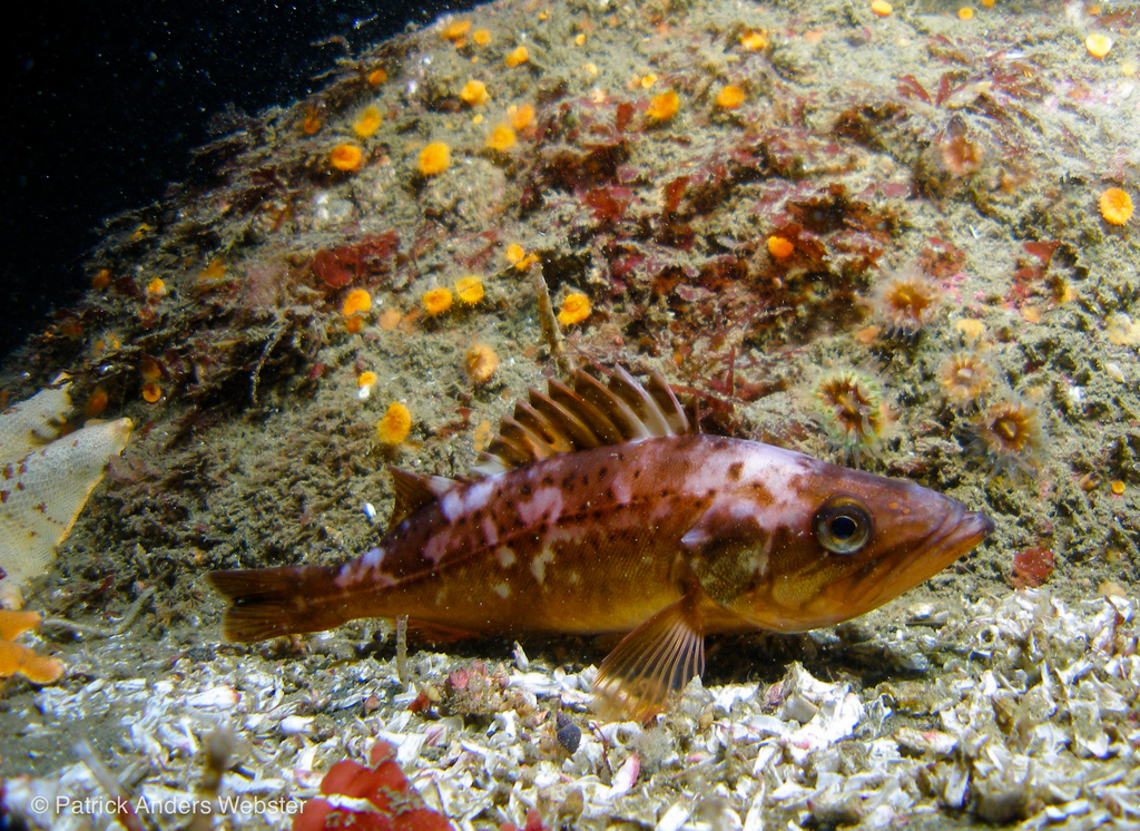 A rockfish swimming