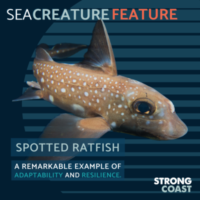 Sea Creature Feature-Spotted Ratfish