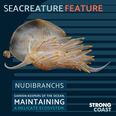 Sea Creature Feature-Nudibranchs