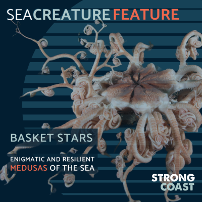 Sea Creature Feature-Basket Stars