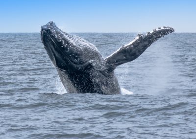 A whale breaching in the great bear sea.